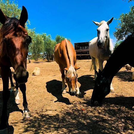 Relais Tenuta Gentili San Liberato Exteriér fotografie